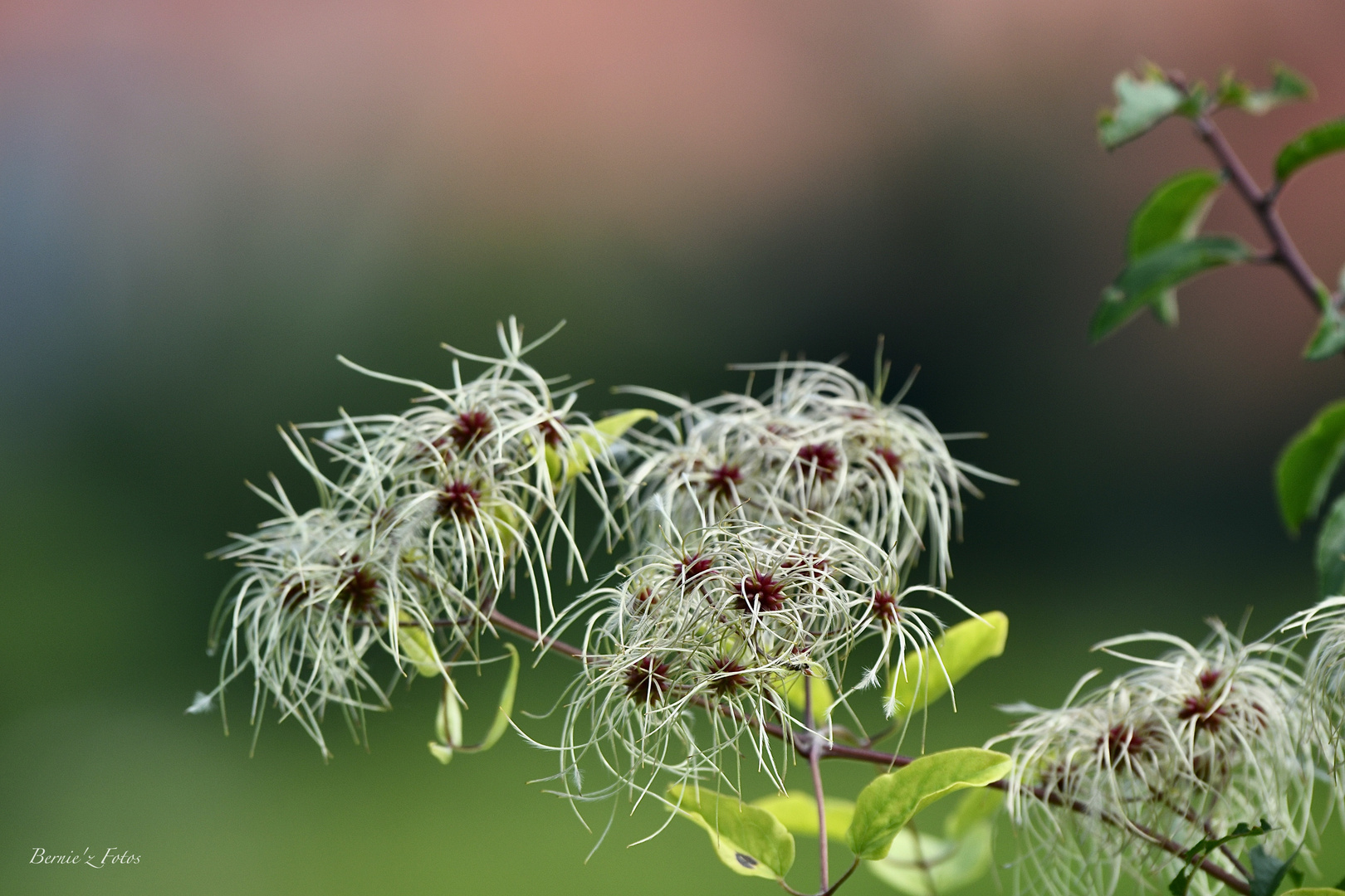 Extravagances de la nature