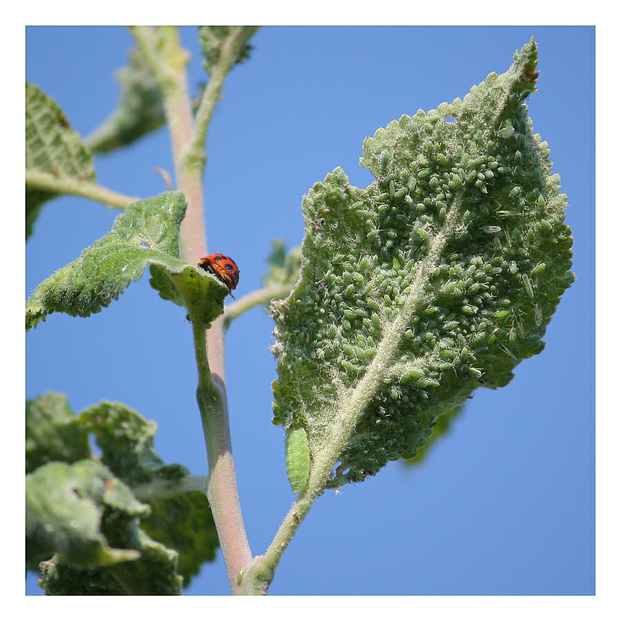 Extrem biodynamisch