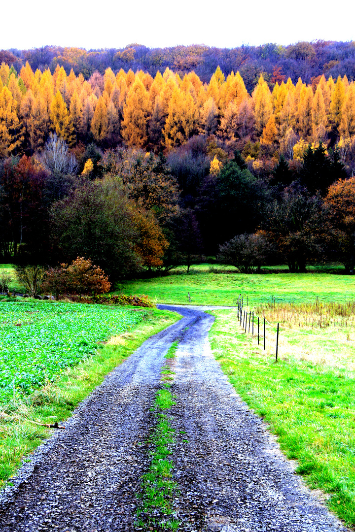 extrem colours of autumn