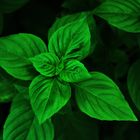 extrem green basil