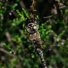 Extrem nah kam ich der Herbstmosaikjungfer - Aeshna mixta - als . . .