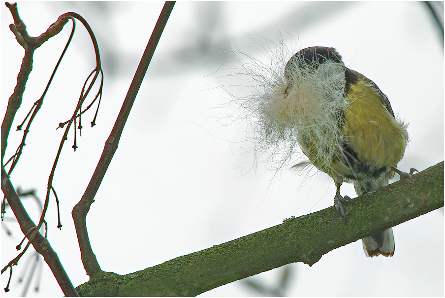 Extrem selten... Vollbartmeise (parus barbatus immissus)