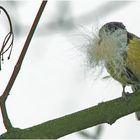 Extrem selten... Vollbartmeise (parus barbatus immissus)