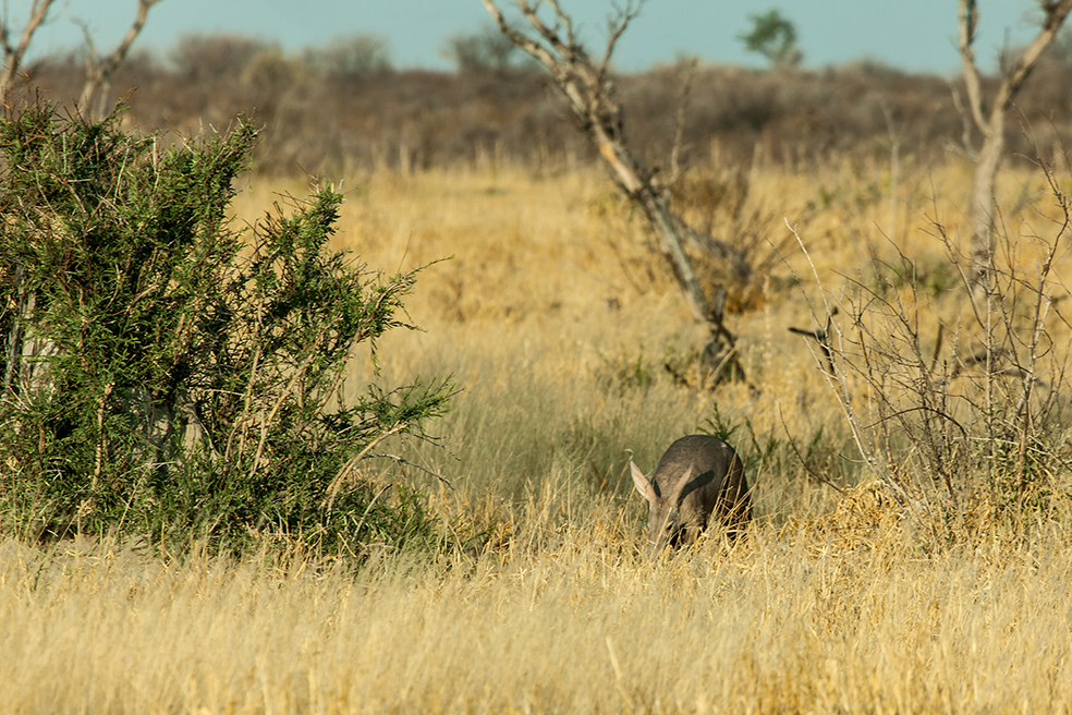 Extrem seltenes Foto von einem Aardvark (Erdferkel)