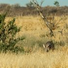 Extrem seltenes Foto von einem Aardvark (Erdferkel)