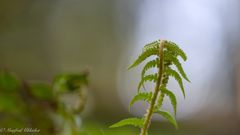 Extrem viel Kraft in der Natur ...