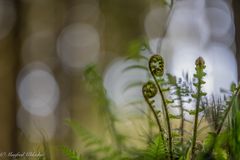 Extrem viel Kraft in der Natur ...