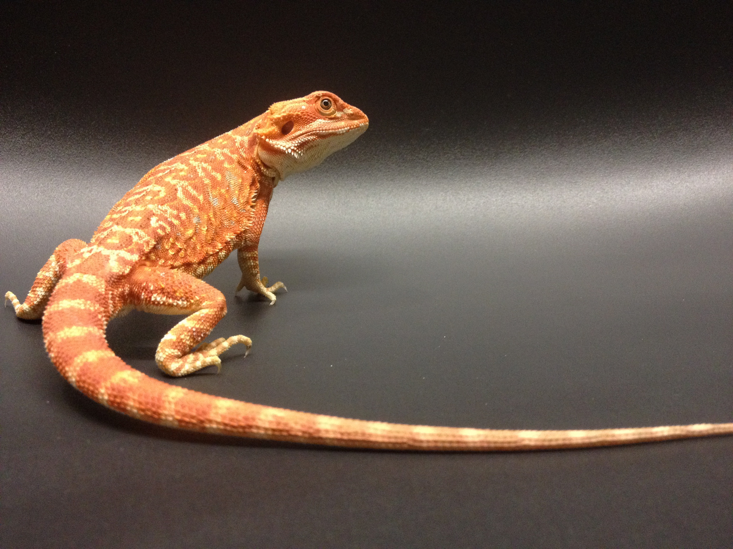 Extreme Red Hypo Leatherback Bartagame Bearded Dragon