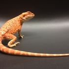 Extreme Red Hypo Leatherback Bartagame Bearded Dragon