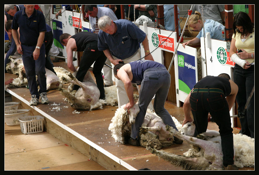 Extreme- Sheep- Shearing