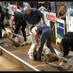 Extreme- Sheep- Shearing