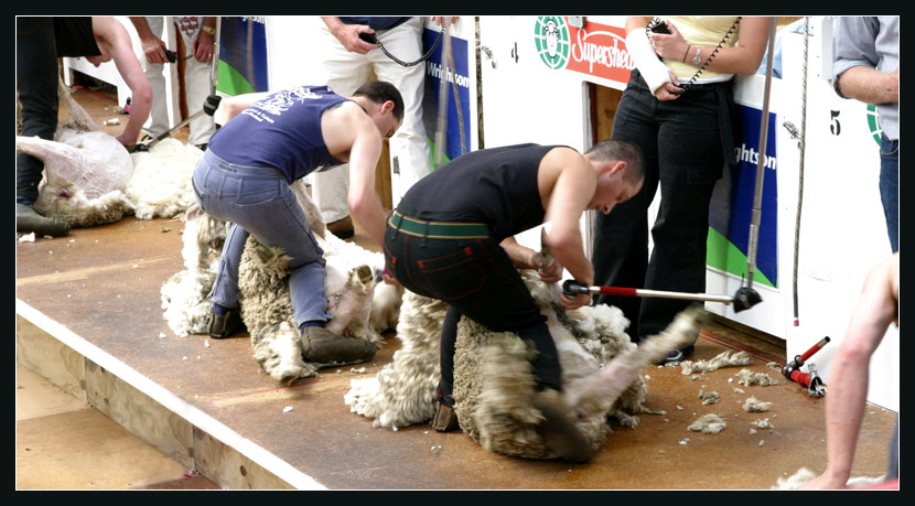 Extreme- Sheep- Shearing _ part II