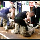 Extreme- Sheep- Shearing _ part II