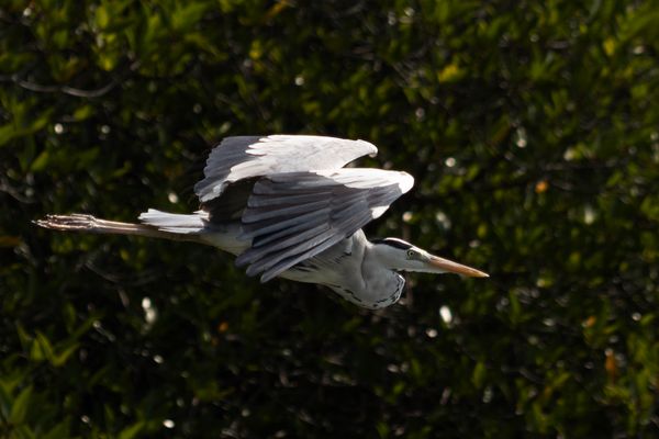 Extremer Tiefflug / Low Level Fly By