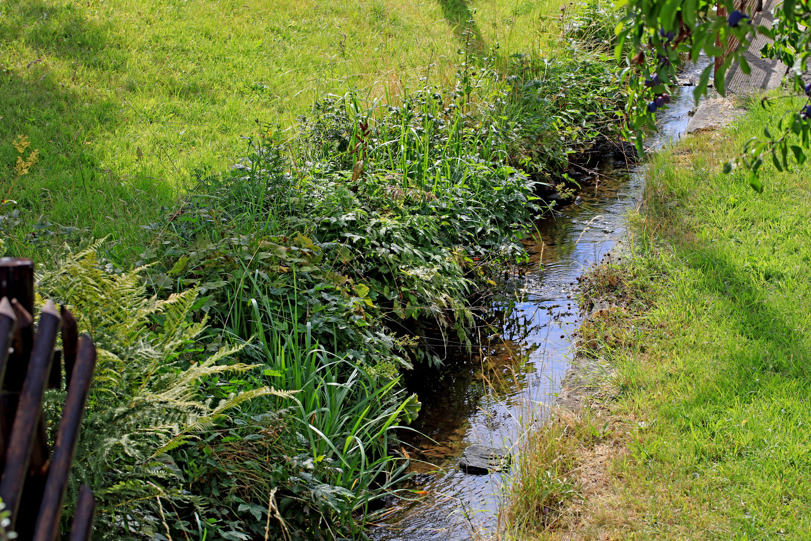 Extremes Niedrigwasser in der Ferndorf in Hilchenbach-Helberhausen 1