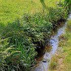 Extremes Niedrigwasser in der Ferndorf in Hilchenbach-Helberhausen 1