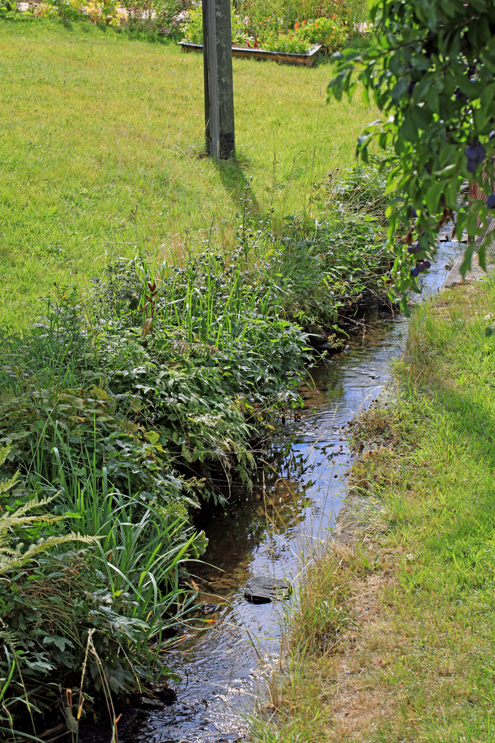 Extremes Niedrigwasser in der Ferndorf in Hilchenbach-Helberhausen 2