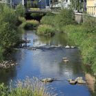 Extremes Niedrigwasser in der Sieg in Siegen