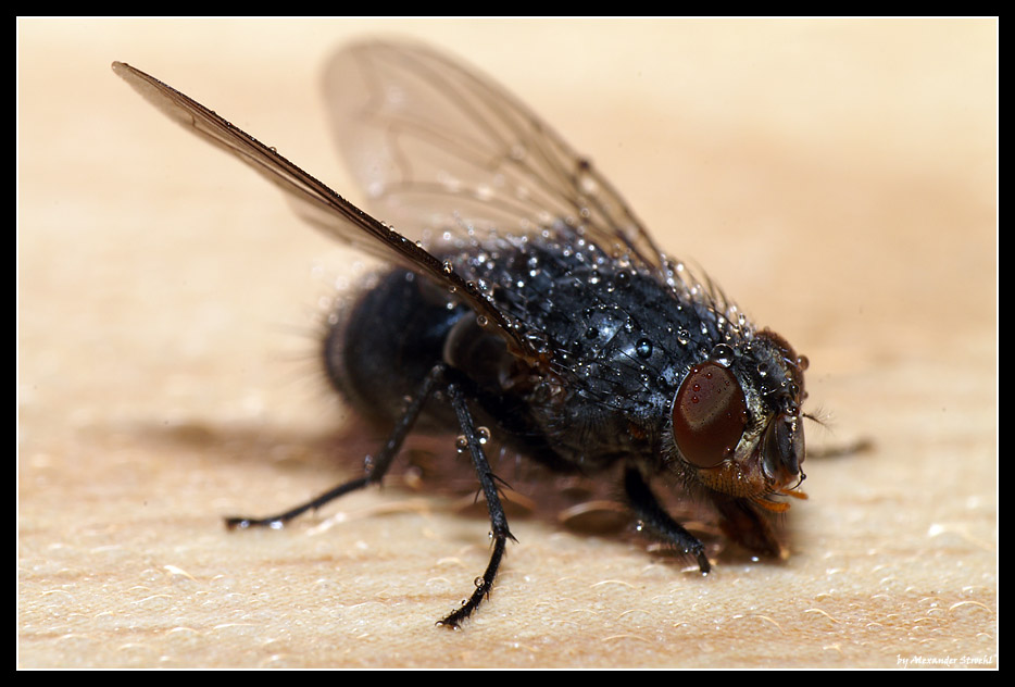 Extremmakro einer Fliege