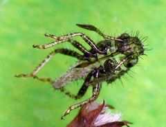 Exuvie des Binden-Keulert (Rhopalus subrufus)