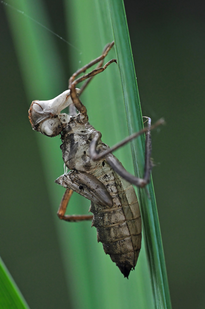 Exuvie einer Falkenlibelle