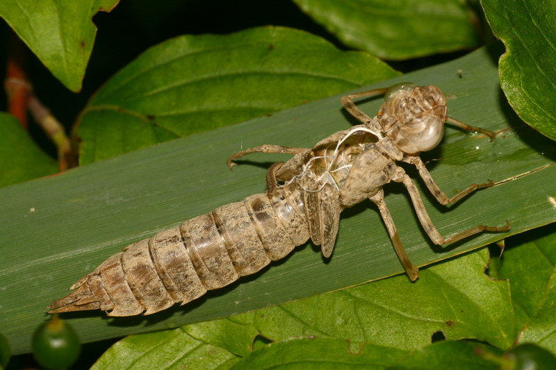 Exuvie einer Großlibelle