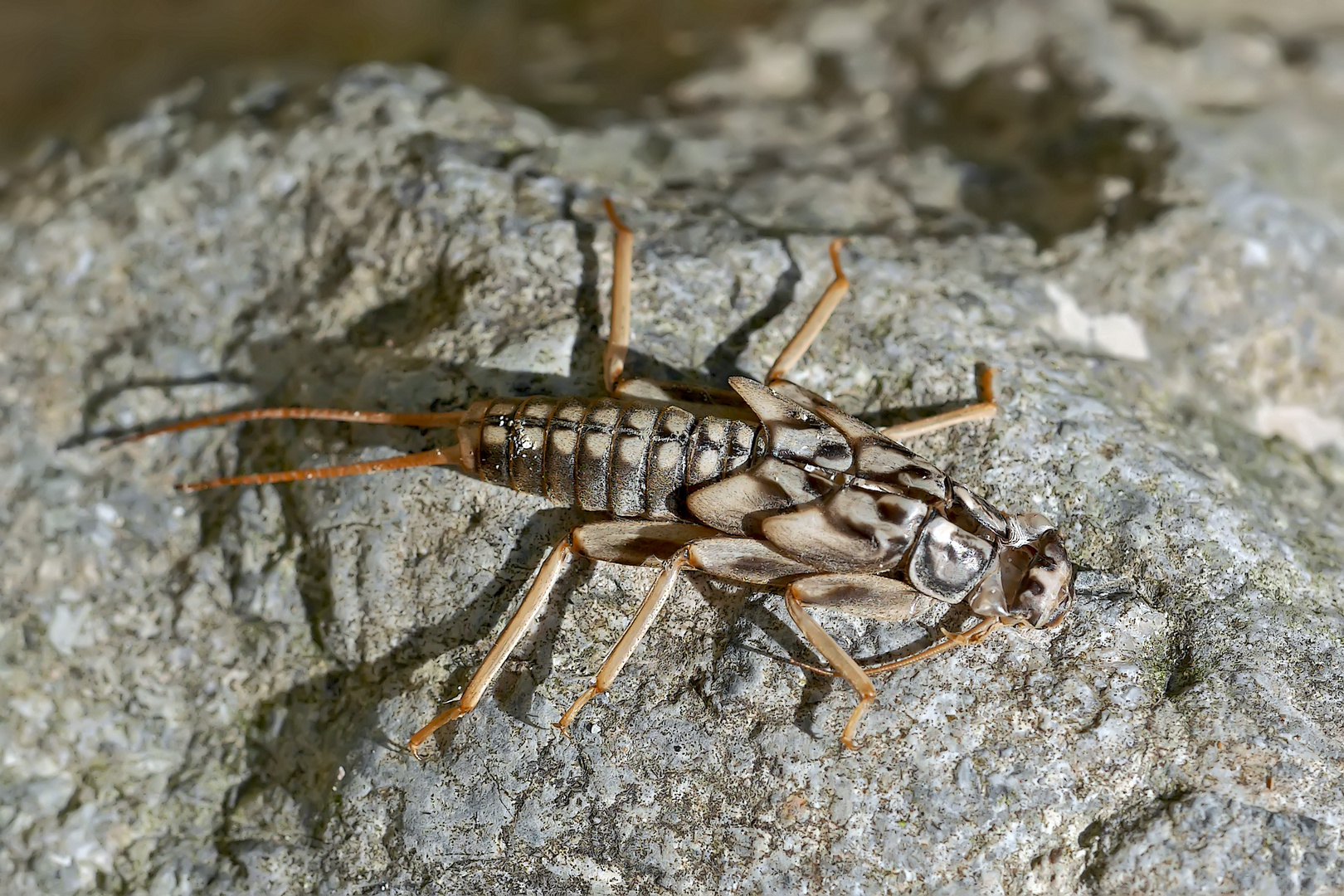 Exuvie einer Steinfliege (Familie Perlidae).* - Larve d'un insecte qui vit dans les rivières.    