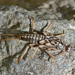 Exuvie einer Steinfliege (Familie Perlidae).* - Larve d'un insecte qui vit dans les rivières.    