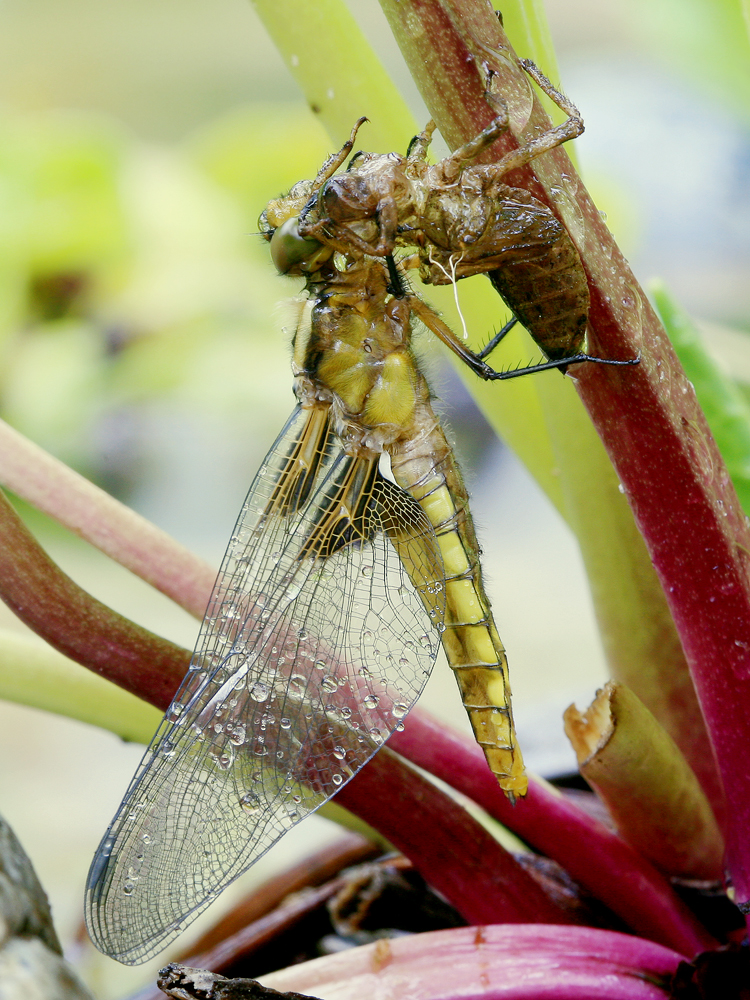 Exuvienhülle und Libelle