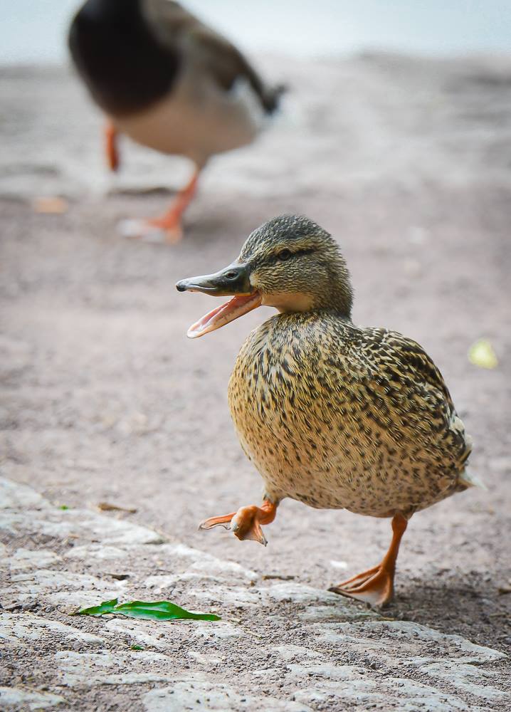 ey alle weg da...das ist mein Blatt NackNack