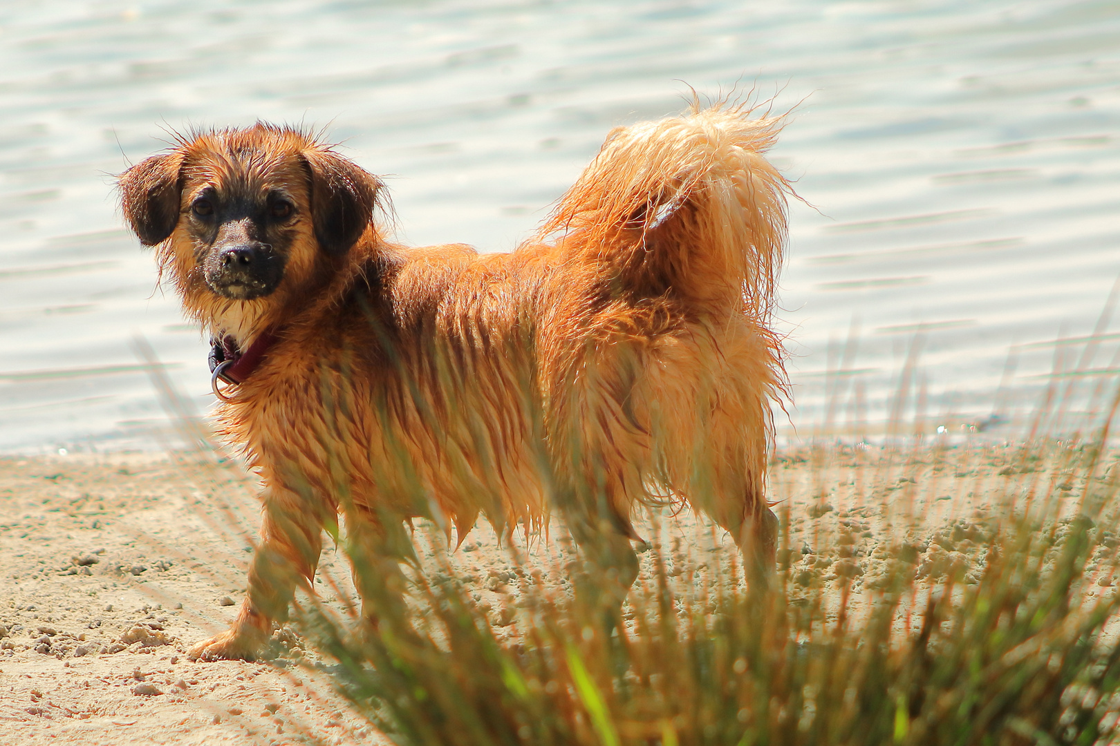 Ey Ihr Spanner, trockne mich nackt in der Sonne! Na und??? Foto & Bild tiere, haustiere, hunde