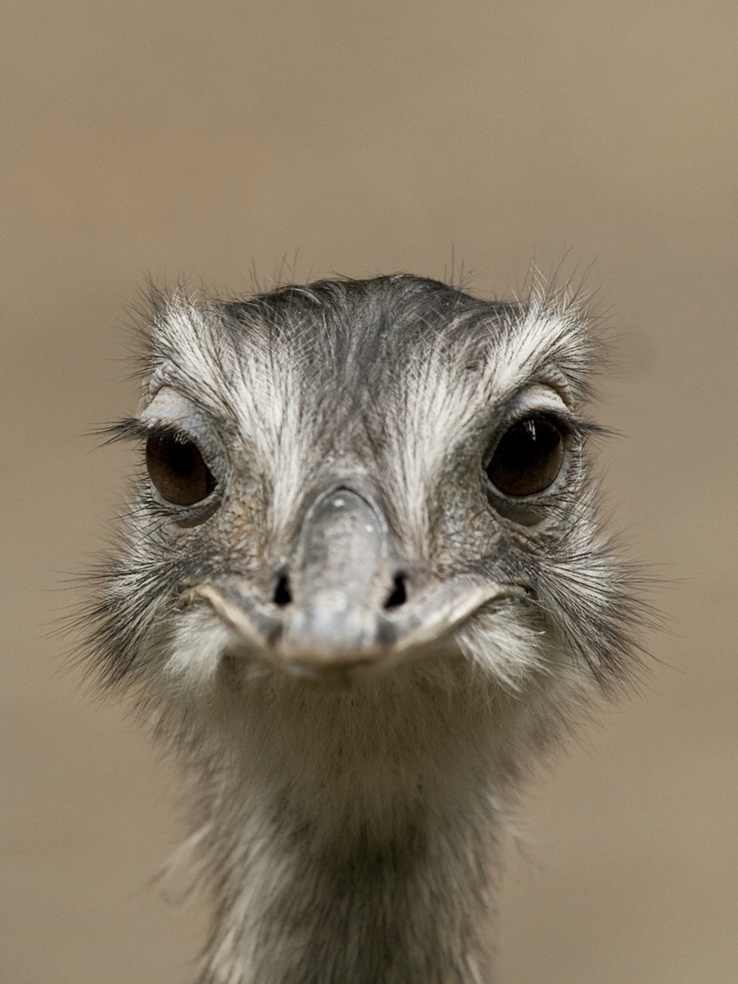 Ey! Was guckst du?