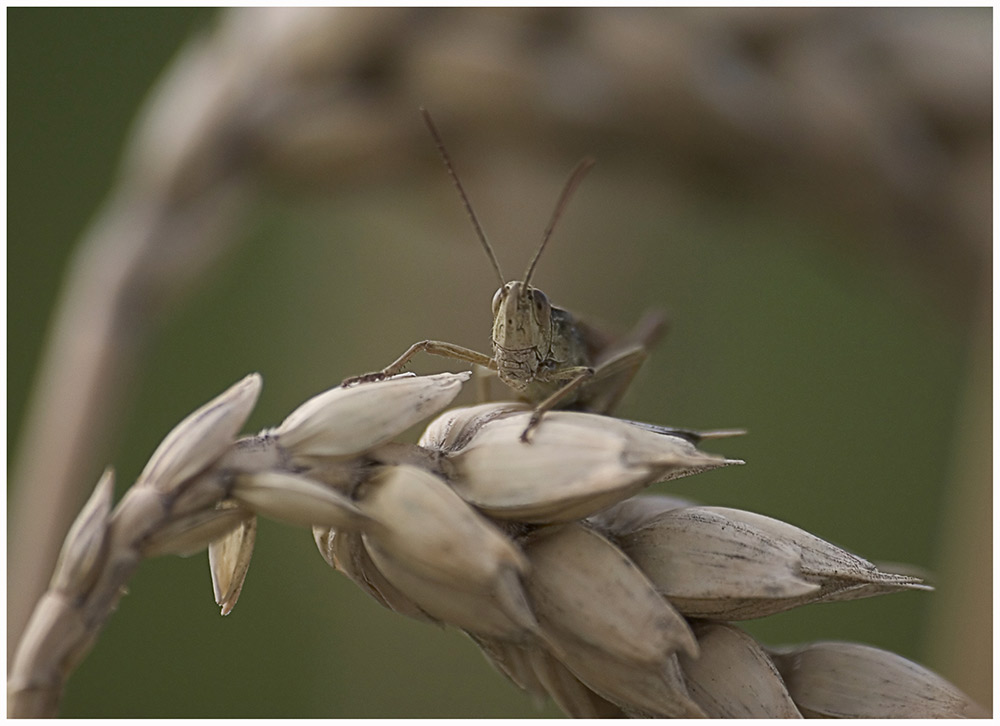 " Ey - Was Guckst Du so? - Ich spring gleich ! "