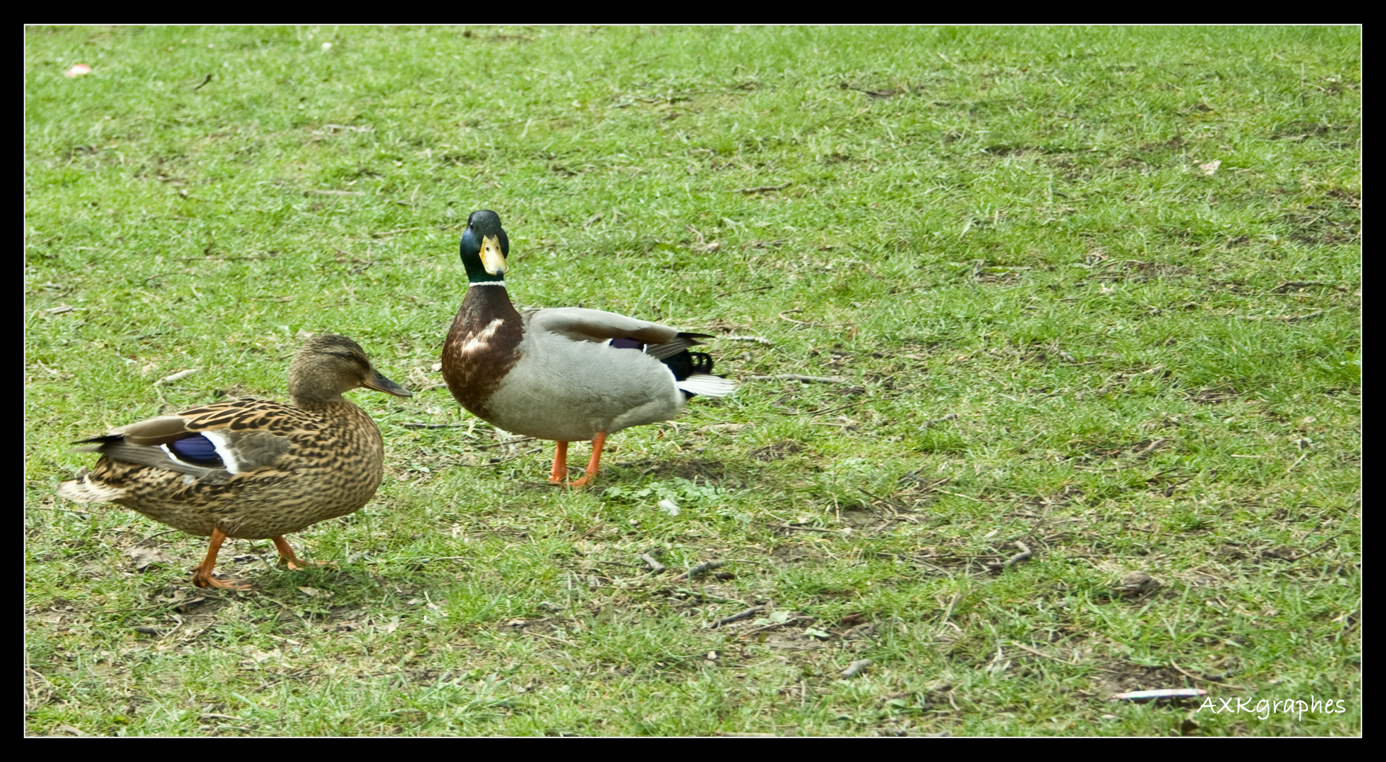 Ey! Was kuckst du?!