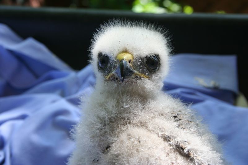 Eyass Broad-winged hawk