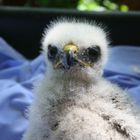 Eyass Broad-winged hawk