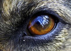 Eye