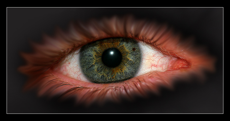 Eye