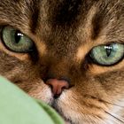 Eye-cat-cher