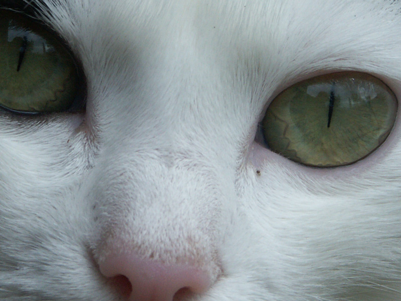 Eye cat cher