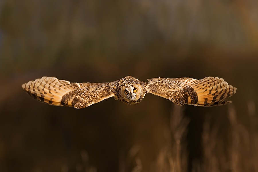 eye contact by boris belgium 