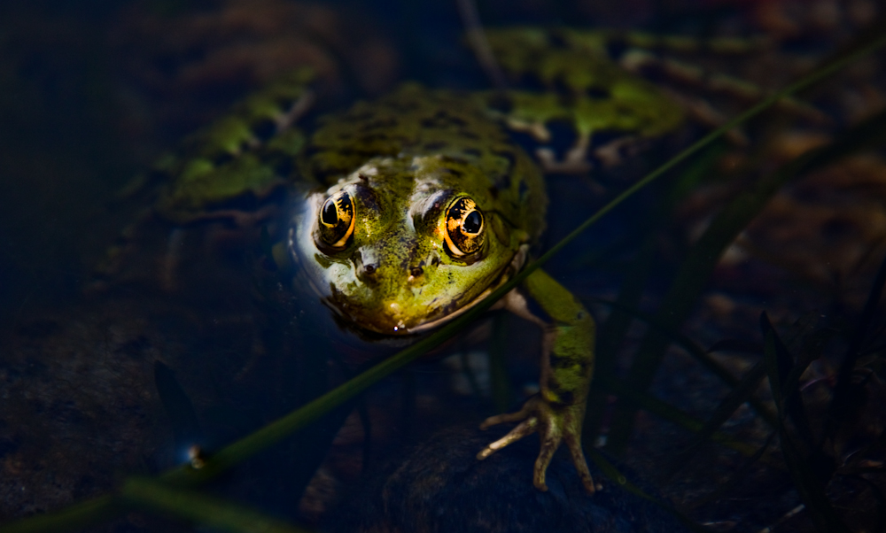 eye contact