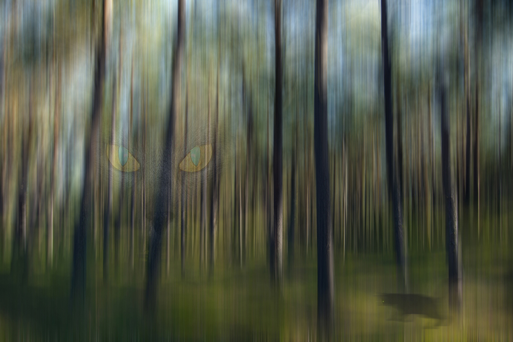 eye forest (Augenwald)