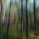 eye forest (Augenwald)