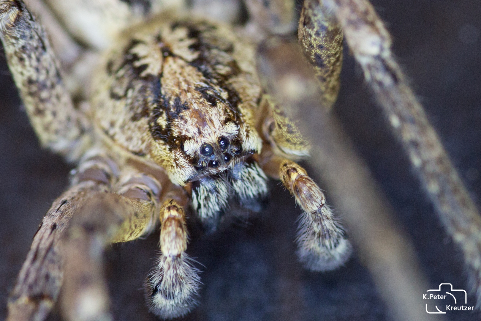 Eye in eye with the spider