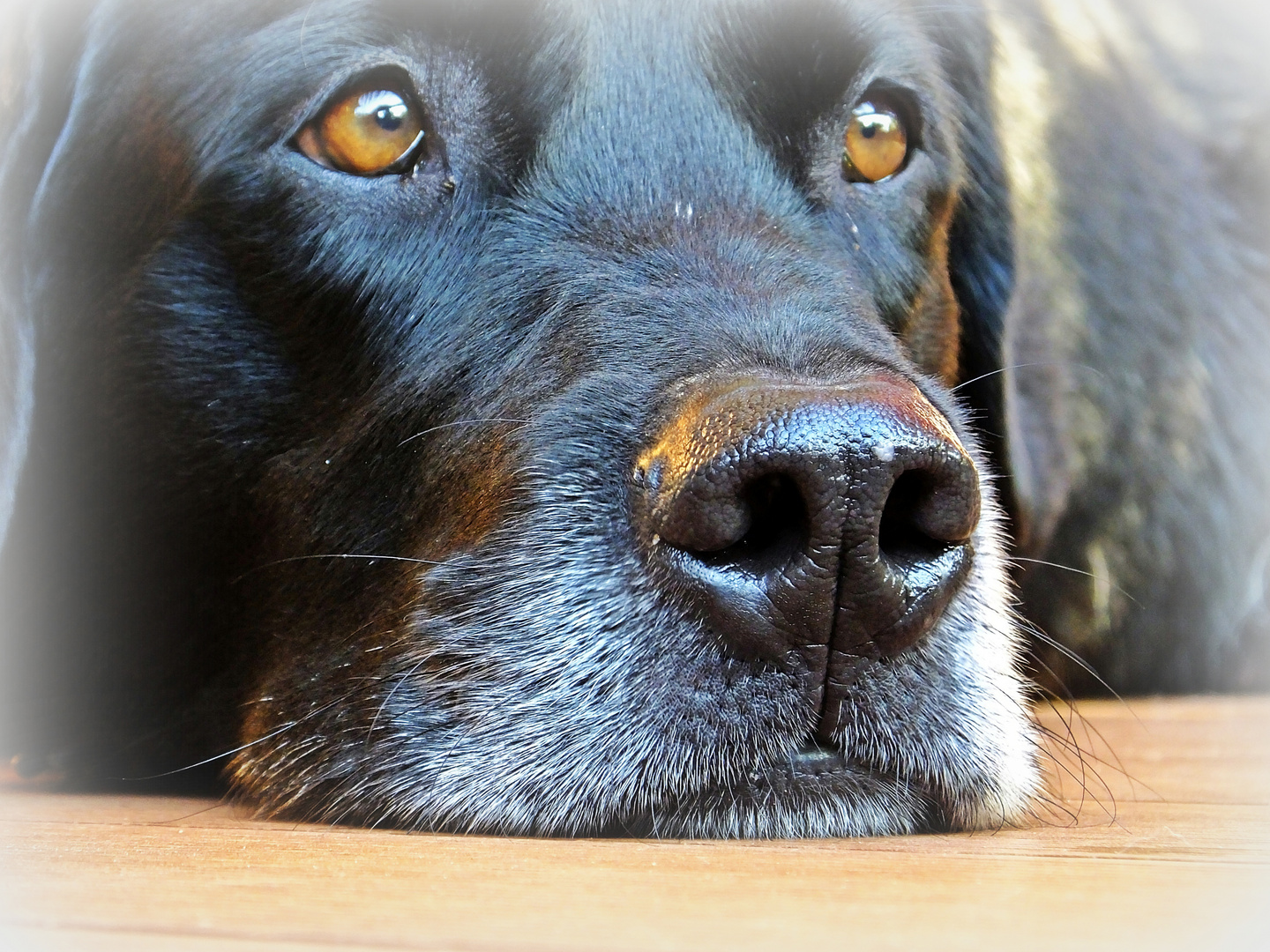 Eye level Model: Happy - Labrador (m) 