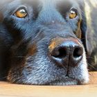 Eye level Model: Happy - Labrador (m) 