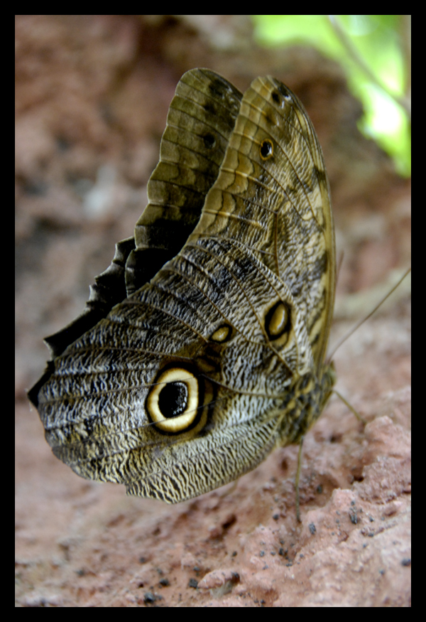 eye of a butterfly