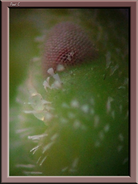 Eye of a Stink Bug