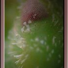 Eye of a Stink Bug